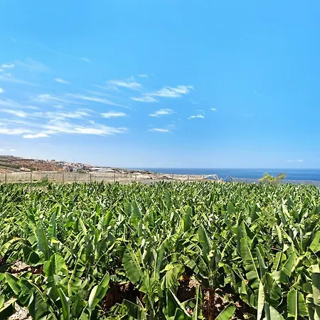 La Calabacera Blanca *